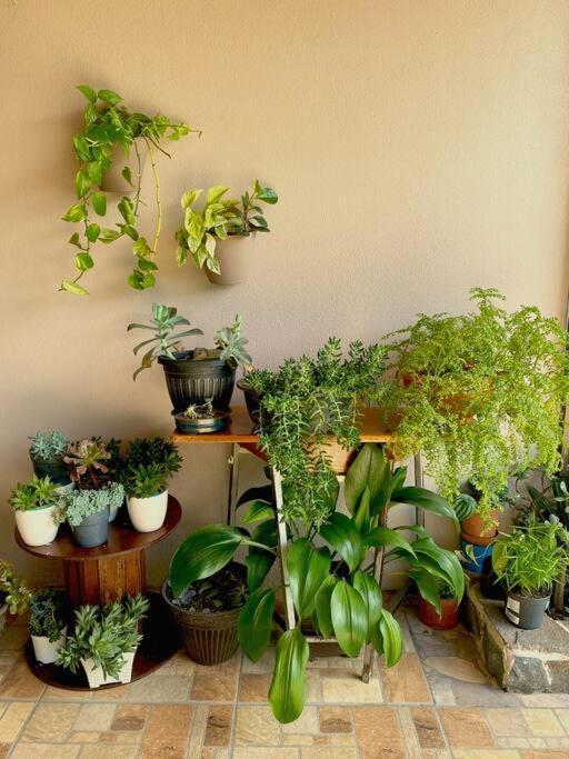 Peace Garden Apartment Monteverde 外观 照片