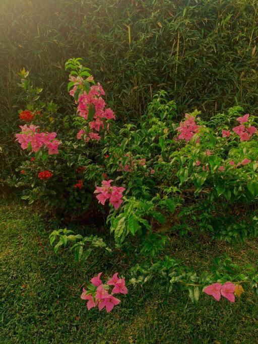 Peace Garden Apartment Monteverde 外观 照片